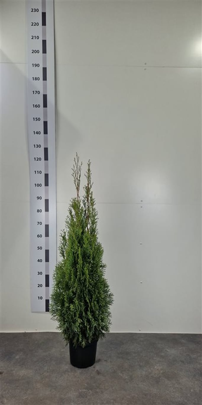 Thuja occ. 'Smaragd' - C5 100-120 CM